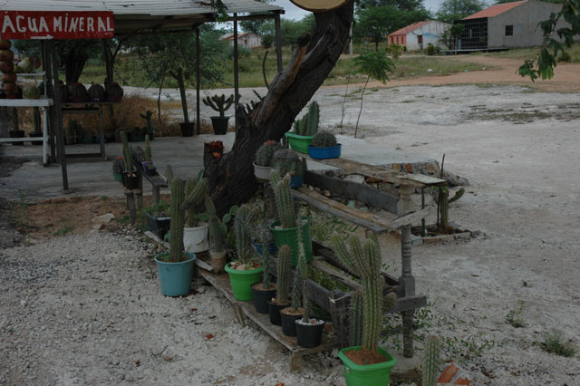 Cactos a venda nas estradas do Brasil