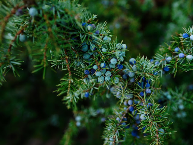 Juniperus communis