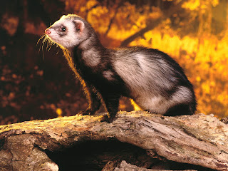 Ferrets Wallpapers