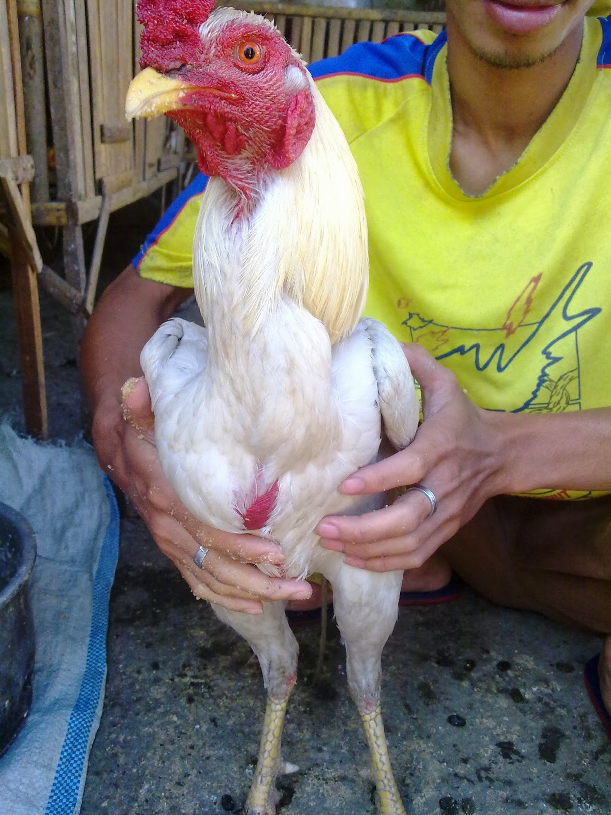  Foto Kartun Ayam Jago Keren Bestkartun