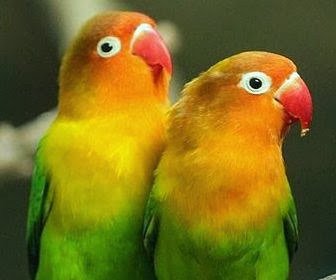 7 Ciri-ciri Burung Lovebird Berkualitas