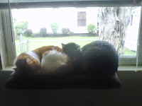Seph and Zoey snuggle on their window perch.