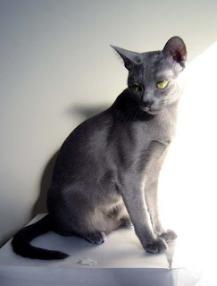 Korat Cat Pictures