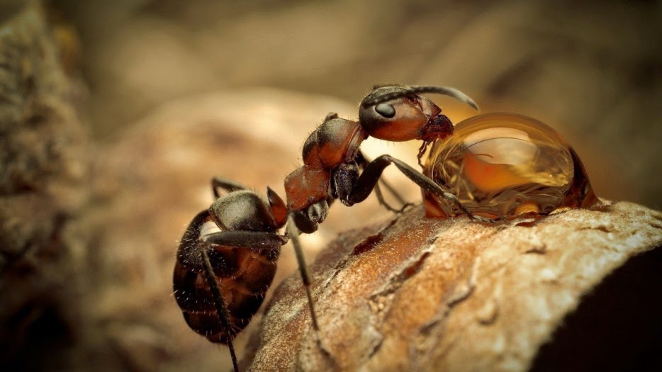 50 Powerful Photos Capture Extraordinary Moments In The Wild - An ant drinks from a droplet of water.