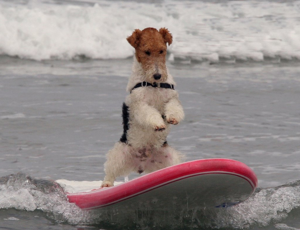 Surfing Dogs