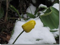 AprilSno_040709 011