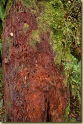 Rotting Trunk