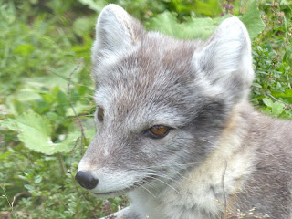 Renard arctique - Renard isatis - Vulpes lagopus