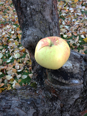 Ett jättestort äpple som jag planerat i äppelträdets grenklyka