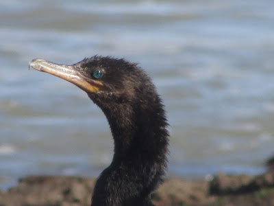 aves de la costa atlántica