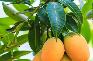 Benefits Leaves of Mango