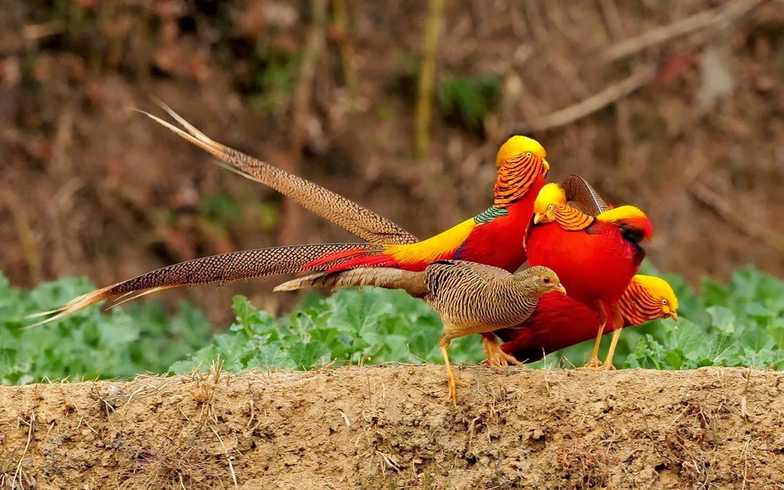 Golden Pheasant Birds Hd Wallpapers Angelic Hugs HD Wallpapers Download Free Images Wallpaper [wallpaper981.blogspot.com]