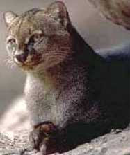 Jaguarundi Felis (Yagouaroundi cacomitli)