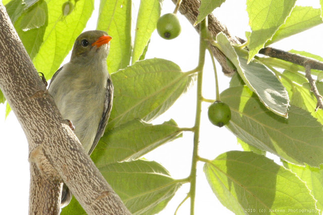 Scarlet-headed Flowerpecker Juvenile 6