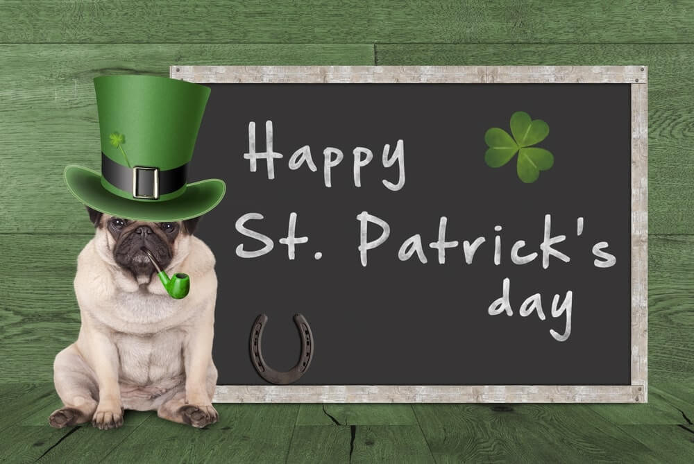 Funny St Patricks Day Pictures