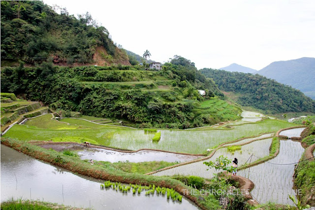 rice terraces