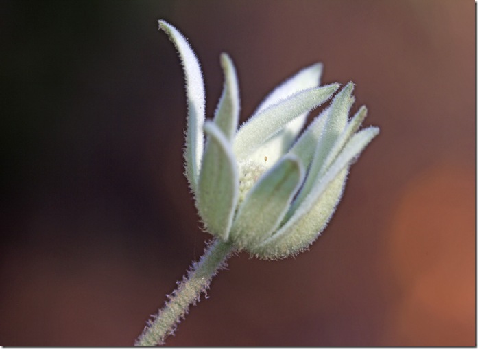 flannel-flower-single-seed-