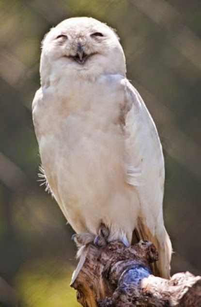 Laughing moment of white owl on tree