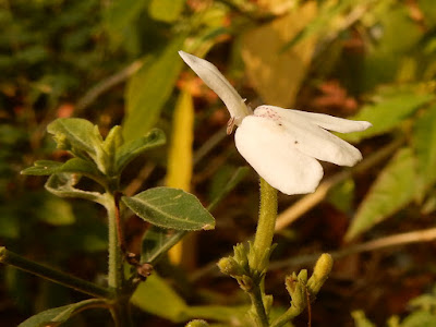 白鶴靈芝的花