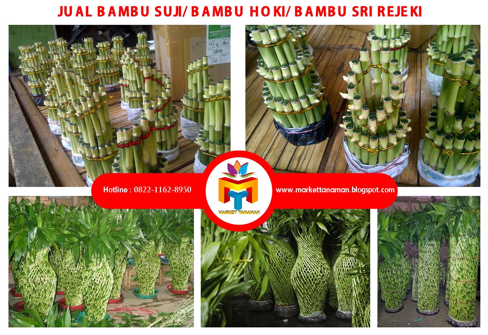 JUAL BAMBU  HOKI JUAL BAMBU  SRI REJEKI JUAL BAMBU  SUJI  