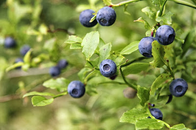 Wilde Heidelbeeren Pflücken