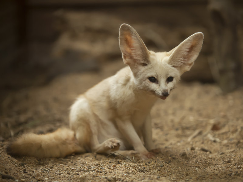 フェネックが可愛すぎる 世界一可愛い動物はキツネ N ミライノシテン