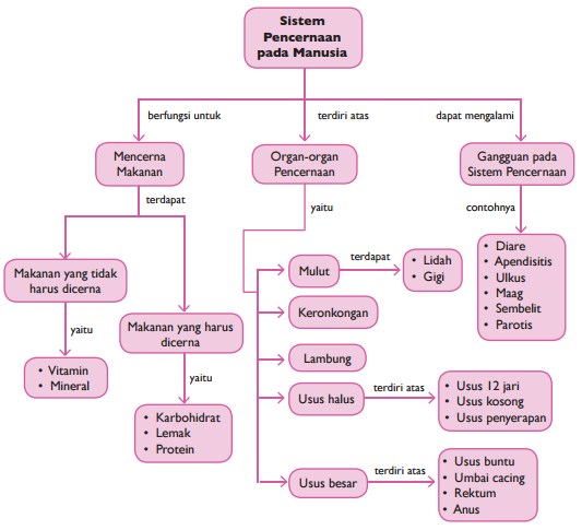 Diagram Alur Sistem Pencernaan Pada Manusia