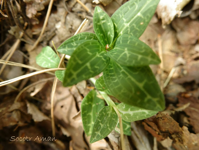 Goodyera schlechtendaliana