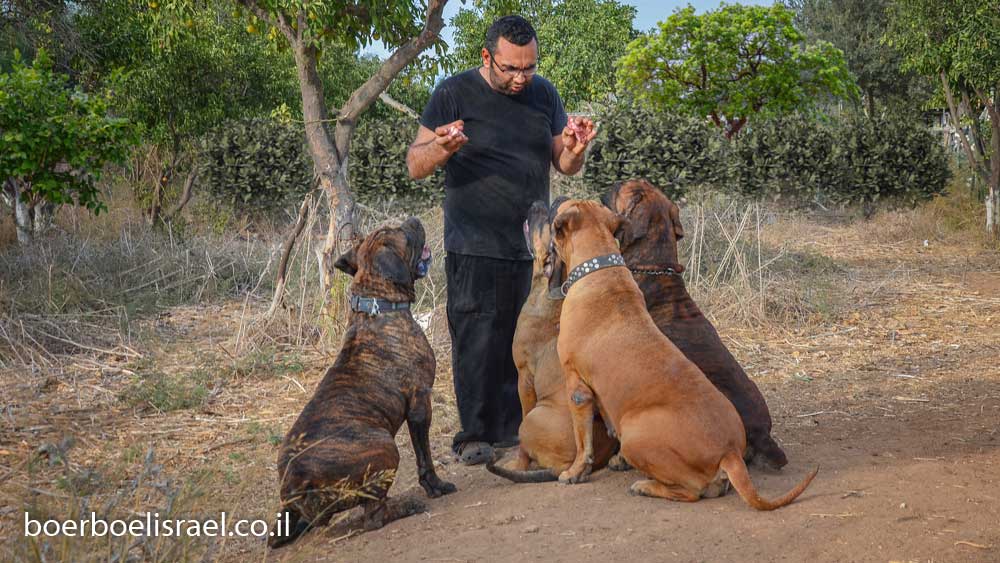 ניתן לקנות גור או בורבול מסטיף אפריקאי מבוגר עם תעודה בישראל בבית הגידול "בית הבורבול ישראל" הנמצא במרכז הארץ.