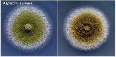 Aspergillus flavus