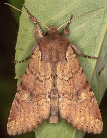 Rustic Shoulder-knot, Apamea sordens.  In my garden light trap set on 12 June 2018