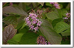 800px-Callicarpa-bodinieri-flowers