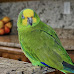 Parrotlet Bird