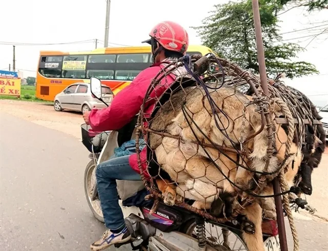 Dogs transported to dog meat market for slaughter and sale