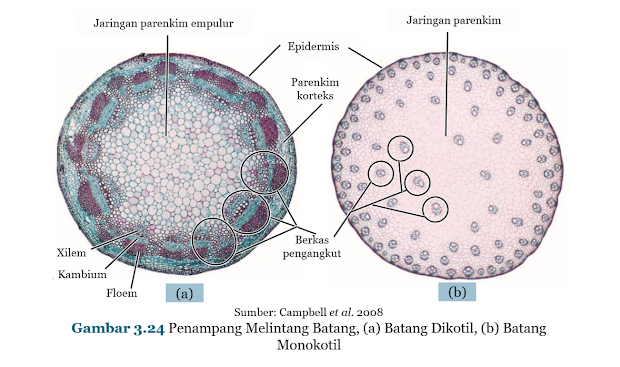 Gambar Penampang Melintang Batang, (a) Batang Dikotil, (b) Batang Monokotil