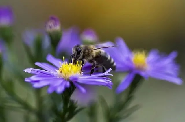 amazing +20 Facts About Honey Bee