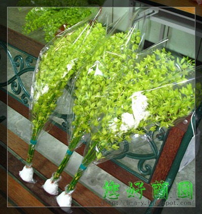 您好花園 綠皇后蘭切花