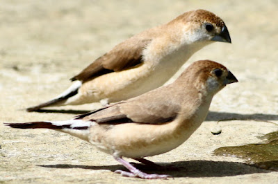 I"ndian Silverbill, a pair sitting in the garden."
