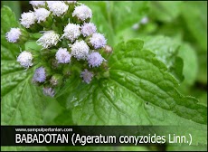 PESTISIDA NABATI dari bahan rumput Babadotan atau Bandotan (Ageratum conyzoides Linn.)