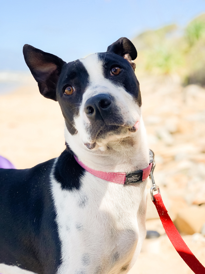 dog at the beach