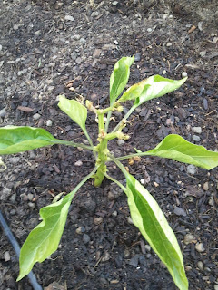 Bell pepper plant - not looking so healthy ...
