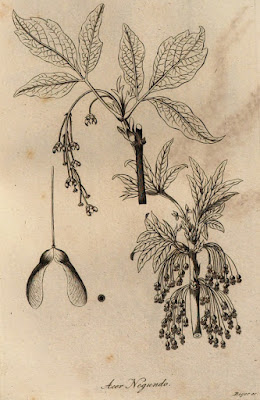 Клён американский / Клён ясенелистный / Клён негундо (Acer negundo, =Acer fraxinifolium)