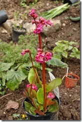 garden 005
