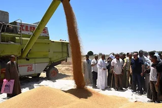محافظ أسوان يتابع ميدانياً حصاد محصول القمح بقرية الحكمة