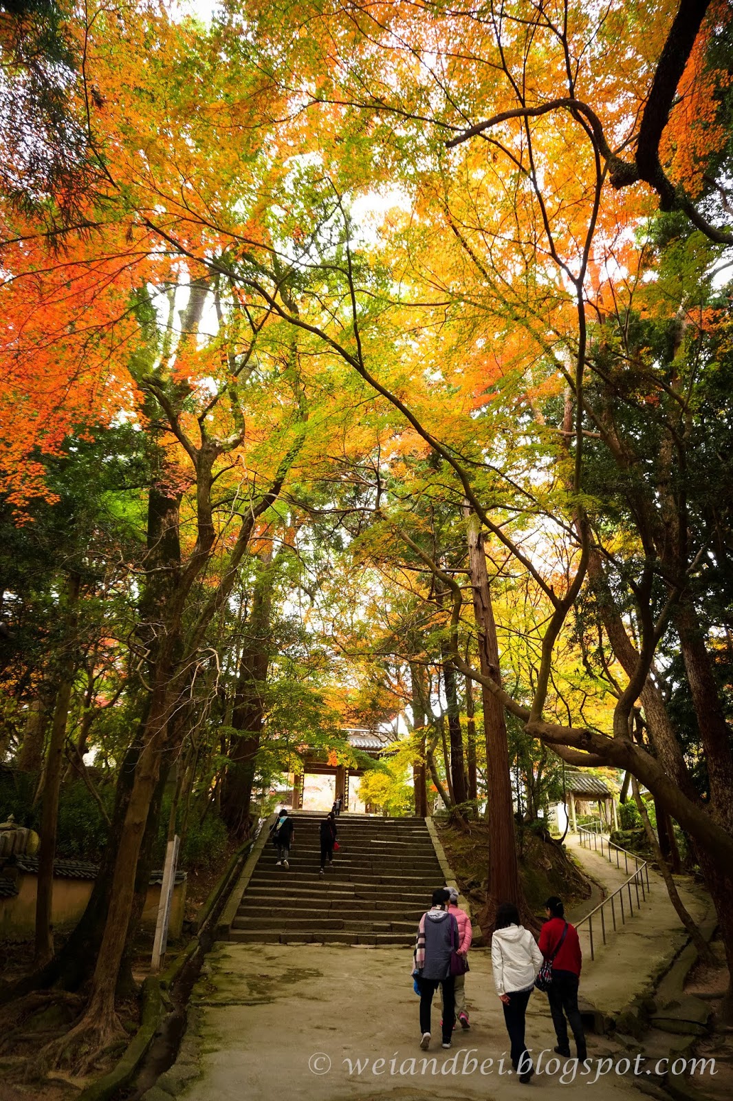 日本 中國地方山陰紅葉五日精選