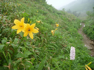 白山の花