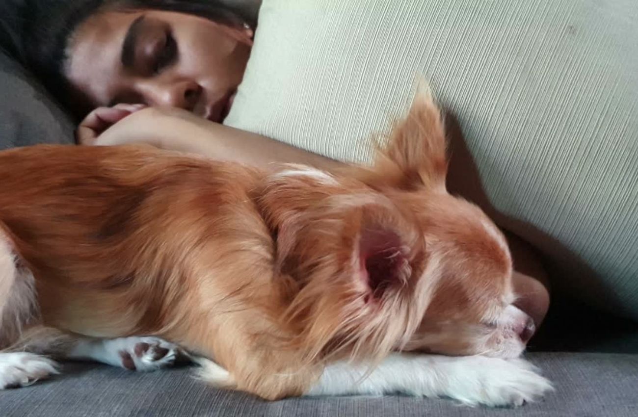 Por Que Seu Cachorro Dorme Com Você?