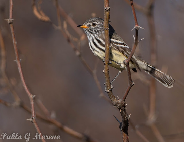 alt="cachudito pico amarillo,aves de Mendoza,pajaros de Mendoza,anairetes"