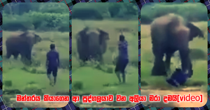 https://www.gossiplankanews.com/2019/01/video-wild-elephant-yala.html#more