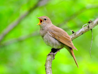 burung-sikatan-londo.jpg